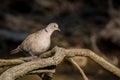 Collared dove or Streptopelia decaocto on branch Royalty Free Stock Photo