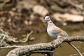 Collared dove or Streptopelia decaocto on branch Royalty Free Stock Photo