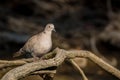 Collared dove or Streptopelia decaocto on branch Royalty Free Stock Photo