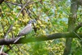 Collared dove or Streptopelia decaocto on branch Royalty Free Stock Photo