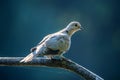 Collared dove or Streptopelia decaocto on branch Royalty Free Stock Photo