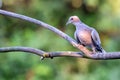 Collared dove or Streptopelia decaocto on branch Royalty Free Stock Photo