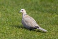 Collared Dove - Streptopelia decaocto in a British garden. Royalty Free Stock Photo
