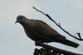 Collared Dove. streptopelia decaocto, perched on branch