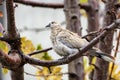 Collared Dove Streptopelia decaocto sitting on a tree branch Royalty Free Stock Photo