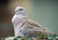 Collared Dove suffering from Canker, Trichomoniasis