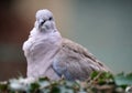 Collared Dove suffering from Canker, Trichomoniasis