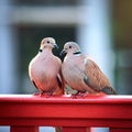 collared doves, AI generated Royalty Free Stock Photo