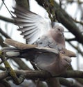 Collared Doves mating in a tree