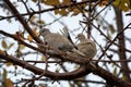 Collared Doves Streptopelia decaocto sitting on a tree branch Royalty Free Stock Photo