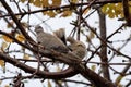 Collared Doves Streptopelia decaocto sitting on a tree branch Royalty Free Stock Photo