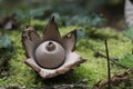 Collared earthstar,Geastrum triplex