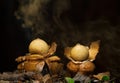 Collared earthstar releasing spores in rain