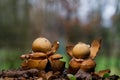 Collared earthstar releasing spores in rain