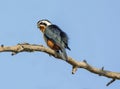 Collared falconet: Bird of prey