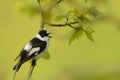 Collared Flycatcher - Ficedula albicollis Royalty Free Stock Photo