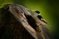 Collared Flycatcher, Ficedula Albicollis, Black And White Small Passerine Bird Near The Tree Trunk Nest Hole. Flycatcher With