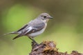 Collared Flycatcher - Ficedula albicollis Royalty Free Stock Photo