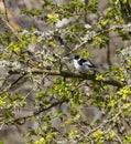 Collared Flycatcher in southern Oland Sweden