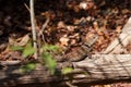 Collared iguanid lizard, madagascar