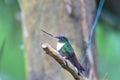 Collared Inca