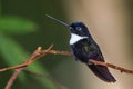 Collared Inca