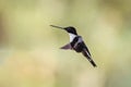 Collared inca mid flight