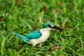 Collared Kingfisher Royalty Free Stock Photo