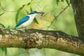 Collared Kingfisher