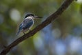 Collared kingfisher Royalty Free Stock Photo
