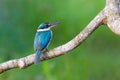 Collared Kingfisher Royalty Free Stock Photo