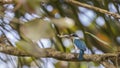 Collared Kingfisher with Prey