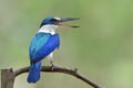 Collared Kingfisher singing with widely open large sharp beaks, beautiful blue and white bird with big bills on the branch
