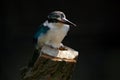 Collared Kingfisher, Todiramphus chloris, bird from Africa. Detail of exotic African bird sitting on the branch in the green natur