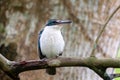 Collared kingfisher (Todiramphus chloris) or white-collared kingfisher or mangrove kingfisher close up in Singapore Royalty Free Stock Photo