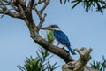 Collared kingfisher (Todiramphus chloris) or white-collared kingfisher or mangrove kingfisher close up in Singapore Royalty Free Stock Photo