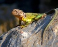 Collared Lizard Royalty Free Stock Photo