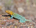 Collared Lizard 11 Royalty Free Stock Photo