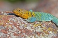 Collared Lizard 12 Royalty Free Stock Photo