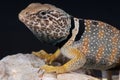 Collared lizard Royalty Free Stock Photo