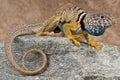 Collared lizard Royalty Free Stock Photo