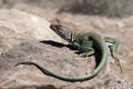 Collared lizard Royalty Free Stock Photo