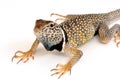 Collared Lizard Royalty Free Stock Photo