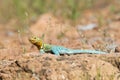 Collared lizard basking in sun Royalty Free Stock Photo