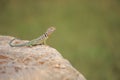 Collared Lizard (Crotaphytus collaris) Royalty Free Stock Photo