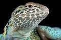 Collared lizard (Crotaphytus collaris) Royalty Free Stock Photo