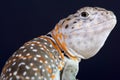 Collared lizard / Crotaphytus collaris Royalty Free Stock Photo