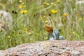 Collared lizard making mating display