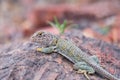 Collared Lizard Royalty Free Stock Photo