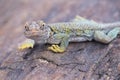 Collared Lizard